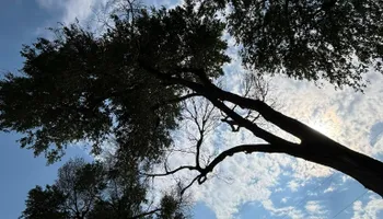Tree Removal for Graham’s Tree Services in Pierce, CO