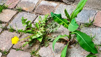 Lawn Mowing for Green Stripes LLC in North Canton, OH