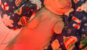 Landscape Installation for Falls Property Services  in Idaho Falls, ID