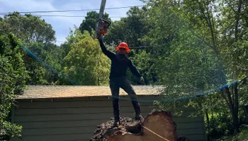 Tree Removal for Williams Tree Service LLC in Indianapolis, IN