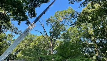 Tree Removal for Tree Fellers in Sumner County, TN