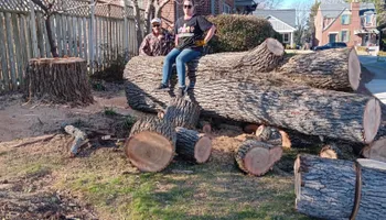Tree Removal for The Webster Tree Service in Danville, VA
