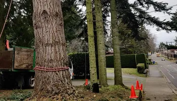 Tree Removal for A&J WA Tree Services in Kent, WA