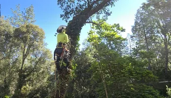 Tree Removal for Sammy's Tree Services in Sacramento, CA