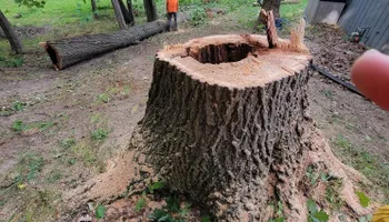 Tree Removal for Highborn Tree Service in Wheatfield, IN
