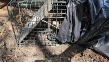 Residential Wildlife Control for Topper's Wildlife Removal in Garland, TX