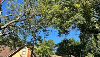 Tree Removal for Cross Family Tree Service in Kearney, MO
