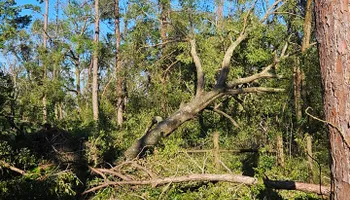 Tree Trimming for American Tree Masters in Alvin, TX