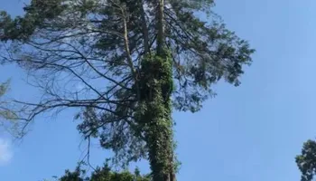 Tree Removal for Etherton’s Tree Service in Quinton, NJ