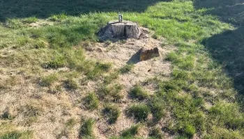 Tree Removal for Stump Removal and Daughters in Aurora, CO