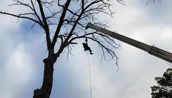 Tree Removal for Tree Fellers in Sumner County, TN
