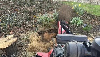 Tree Removal for Lucky’s Tree Removal and Landscape Services in Knoxville, TN