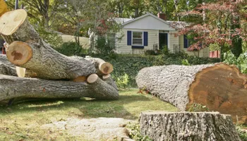 Tree Removal for Freedom Tree Pros in Melbourne, FL
