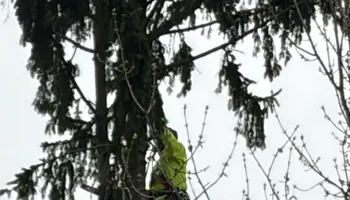 Tree Removal for Village Tree Service  in Whitestown, IN