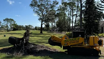 Tree Removal for Ryker's Tree Service in Dunedin, FL