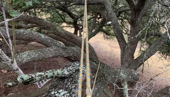 Tree Pruning for Braun Tree Service  in Floresville, Texas