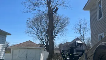 Tree Removal for Licensed to Cut Tree Service in Athens, PA