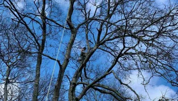 Tree Removal for Tree Fellers in Sumner County, TN