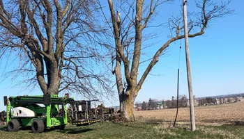 Tree Removal for Fransen's Tree Service  in Freeport, IL