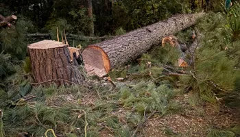 Tree Removal for Hawkins Tree Service & Land Management in Richmond Hill, GA