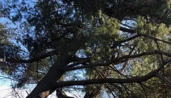 Tree Removal for Dale's Tree Service in Springdale, AR