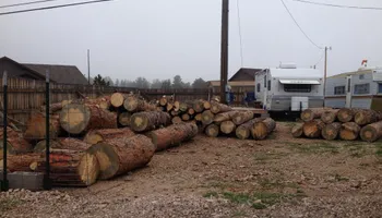 Tree Risk Consultation for Beetle Busters LLC in Centennial, CO