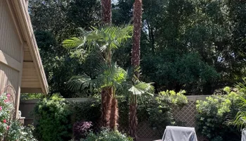 Tree Removal for Sammy's Tree Services in Sacramento, CA