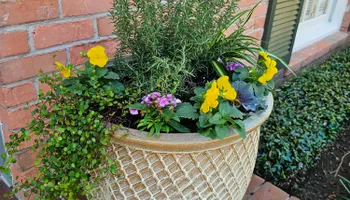 Mowing for Bruno's Professional Lawn's & Landscape in Beaumont, TX