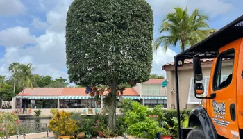 Tree Trimming for Sam's Tree Service in Miami Beach,  FL