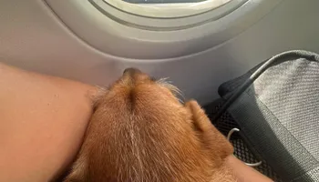 Residential Cleaning for A+ Cleaning and Services LLC in Deep Creek Lake, MD 