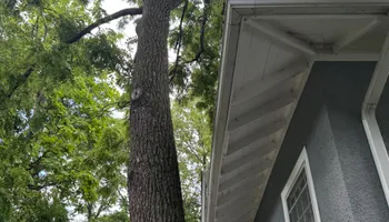 Tree Removal for Dittmer Tree Service in Davenport, IA