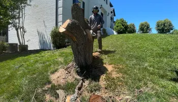 Tree Removal for Lucky’s Tree Removal and Landscape Services in Knoxville, TN