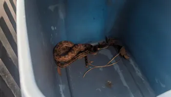 Armadillo Control for Toppers Wildlife Removal in Garland, TX