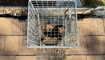 Residential Wildlife Control for The Critter Crew in DFW, TX