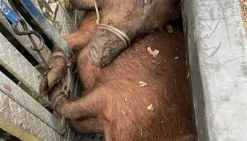Hogs for North Brevard Wildlife Solutions in Mims, FL