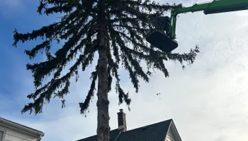 Tree Removal for Fransen's Tree Service  in Freeport, IL