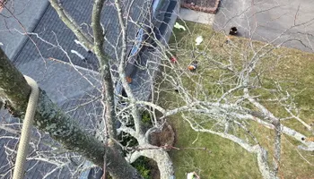 Tree Removal for Licensed to Cut Tree Service in Athens, PA