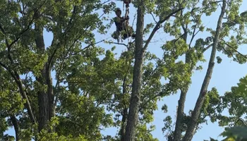 Tree Removal for Down To Earth Tree Service, LLC in Westlake, OH