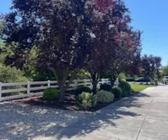 Tree Removal for Sammy's Tree Services in Sacramento, CA