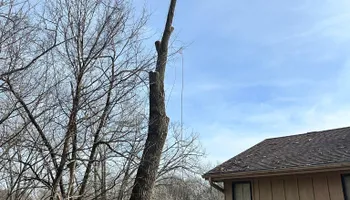 Tree Removal for Cross Family Tree Service in Kearney, MO