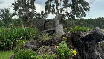 Tree Removal for Ryker's Tree Service in Dunedin, FL