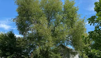 Tree Removal for Houtz Tree Service in Lexington, KY