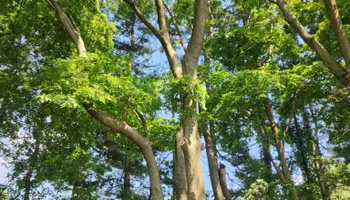 Tree Removal for Hunnicutt’s Tree Service L.L.C. in Monticello, IN