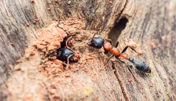 Bed Bug Heating Service for Platinum Pest Control in Spring Hill, FL