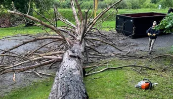 Dangerous Tree Removal for Andy Naylor Excavation in Stowe, VT