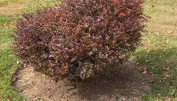 Tree Removal for Gray’s Tree Service in Maurertown, VA