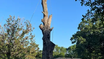 Tree Removal for JC Land and Tree Service in Kilgore, TX
