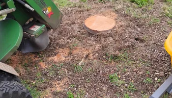 Tree Removal for Highlands Tree Service LLC in Avon Park, FL