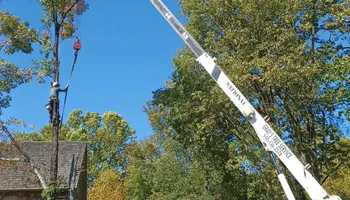 Tree Removal for Gray's Tree Service  in Shenandoah County, VA