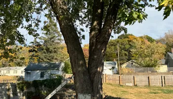 Tree Removal for Dittmer Tree Service in Davenport, IA